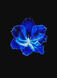 blue hibiscus